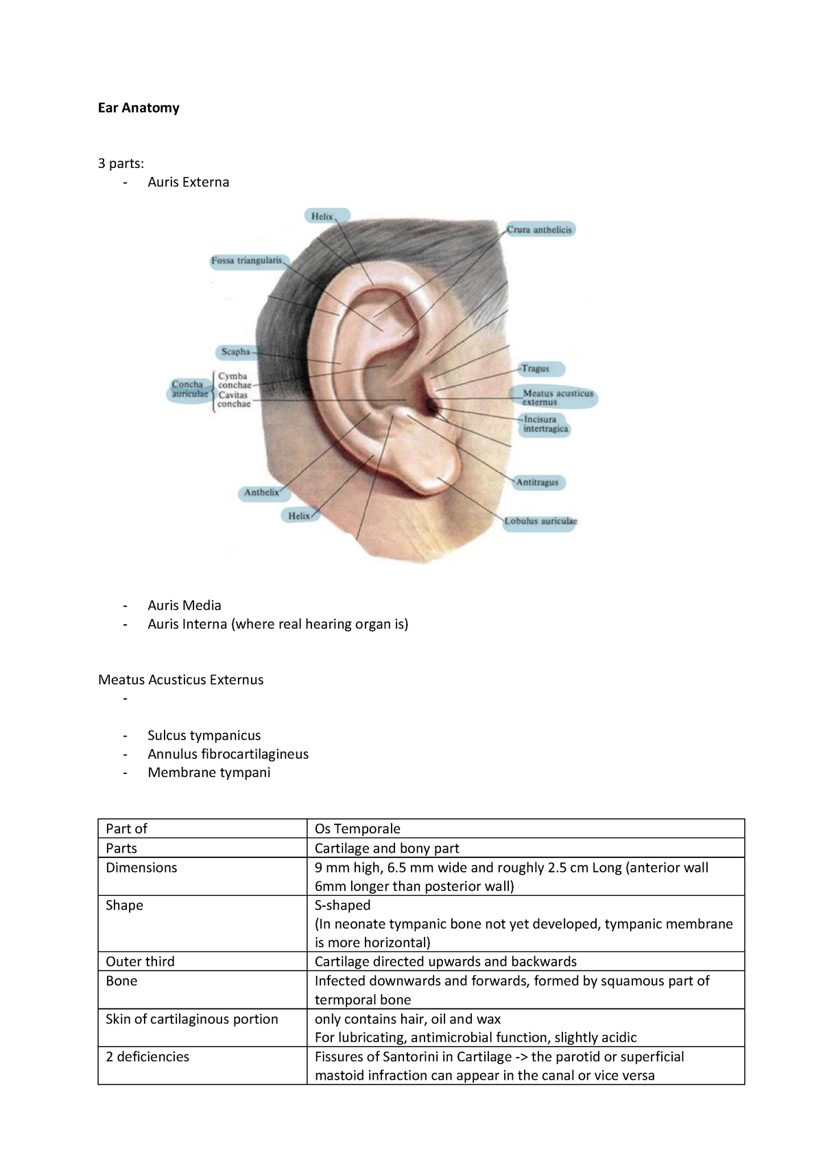 Ear Anatomy – Kopie - Summary - Ear Anatomy 3 parts: - Auris Externa ...