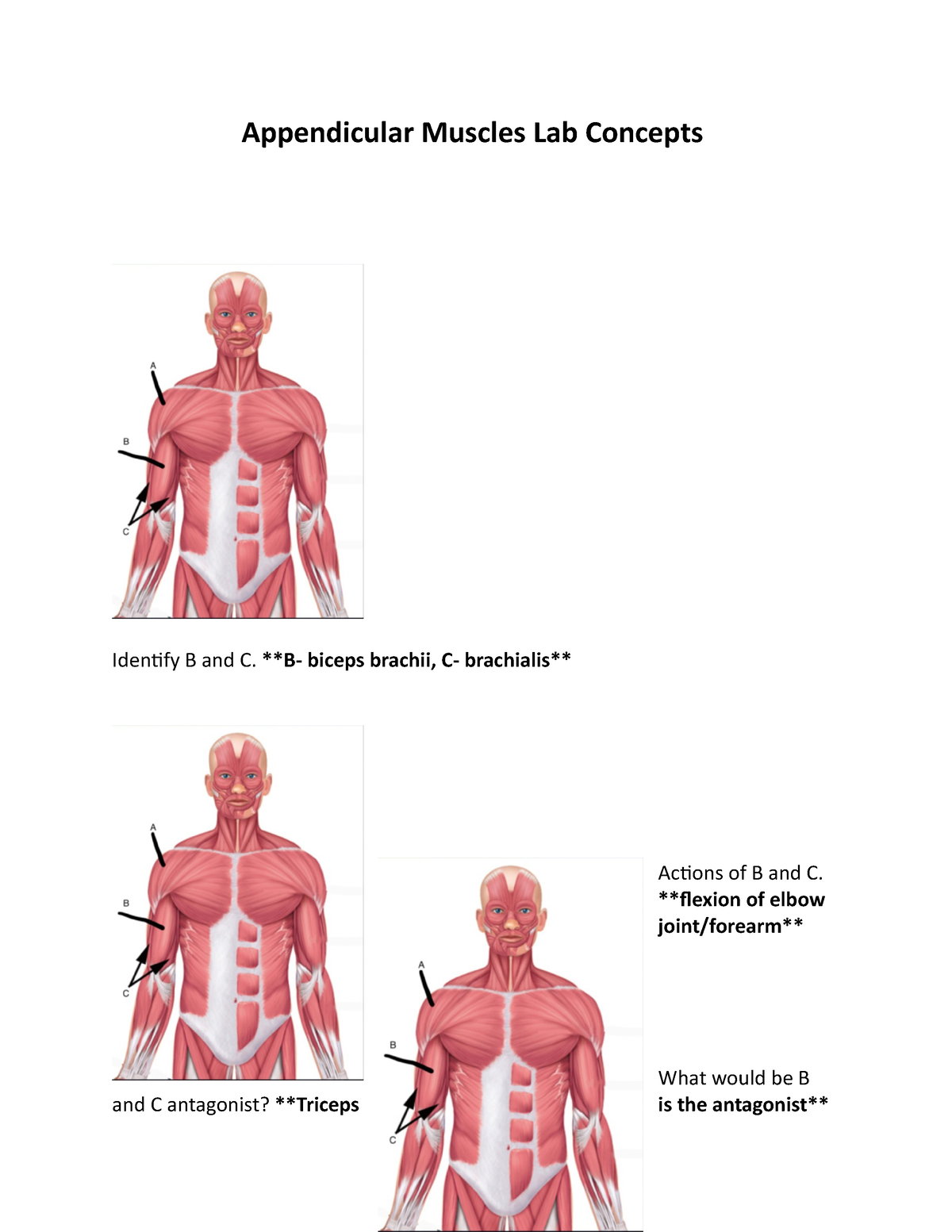 Appendicular Muscles Lab Concepts Appendicular Muscles Lab Concepts