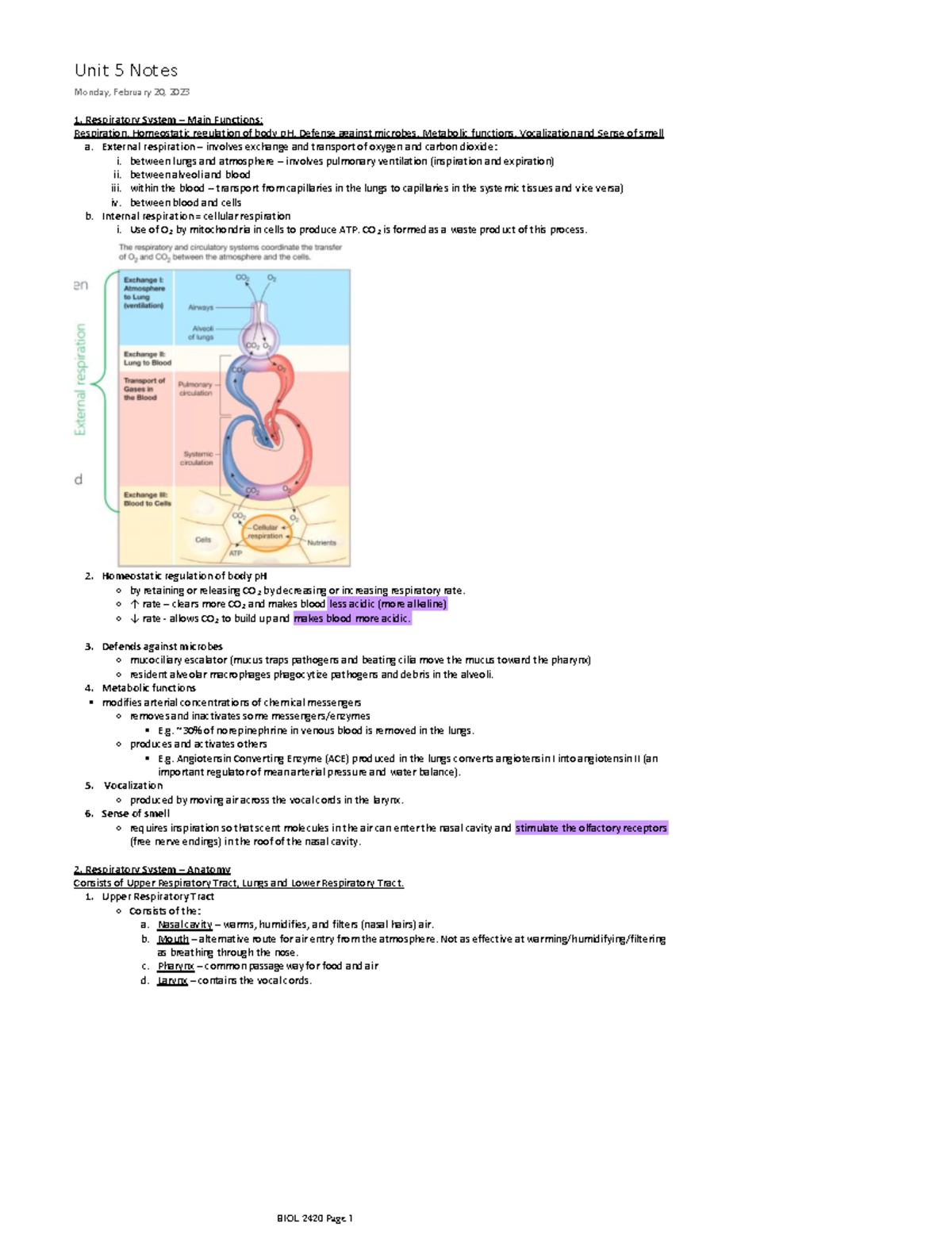 Unit 5 Notes - Human Phys 2 - Respiratory System – Main Functions ...