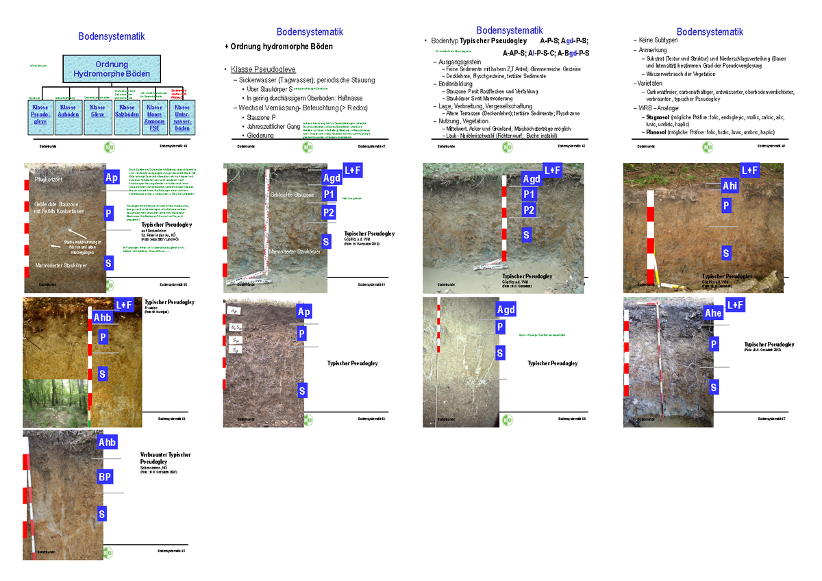 Pseudogley - Bodenaufbau, Horizonte - Bodenkunde Bodensystematik 46 ...