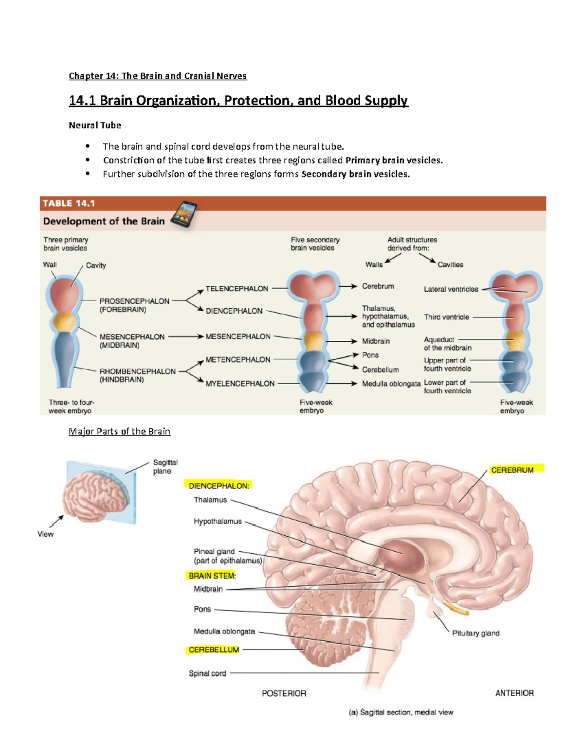 Chapter 14 (Brain And Cranial Nerves) - Chapter 14: The Brain And ...