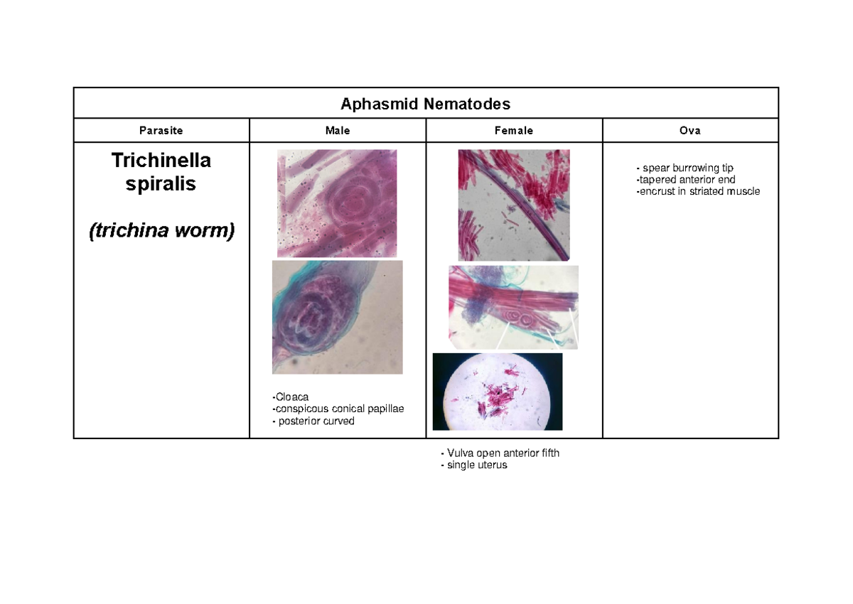 Nematodes Laboratory - Aphasmid Nematodes Parasite Male Female Ova ...