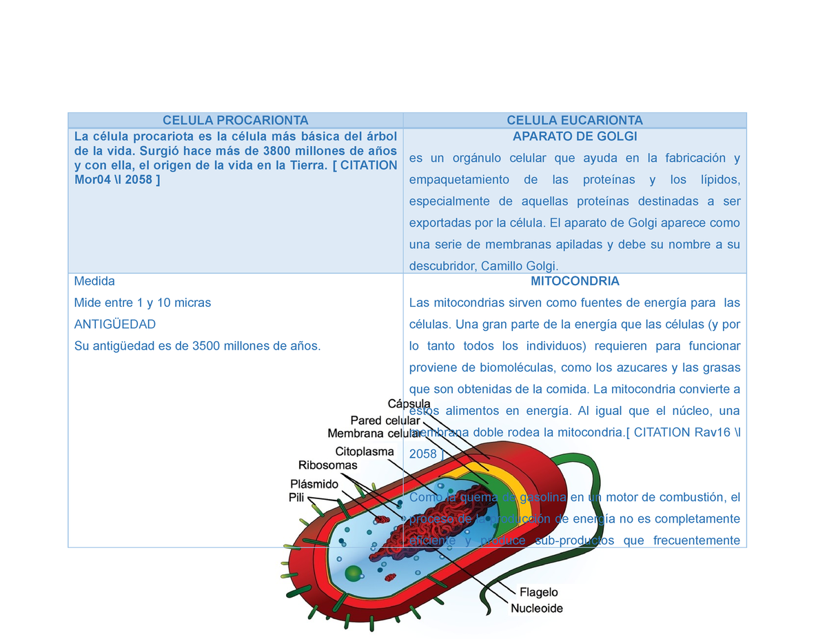 Cuadro Comparativo Celulas Procesos Biologicos Celula Procarionta The Best Porn Website 4784