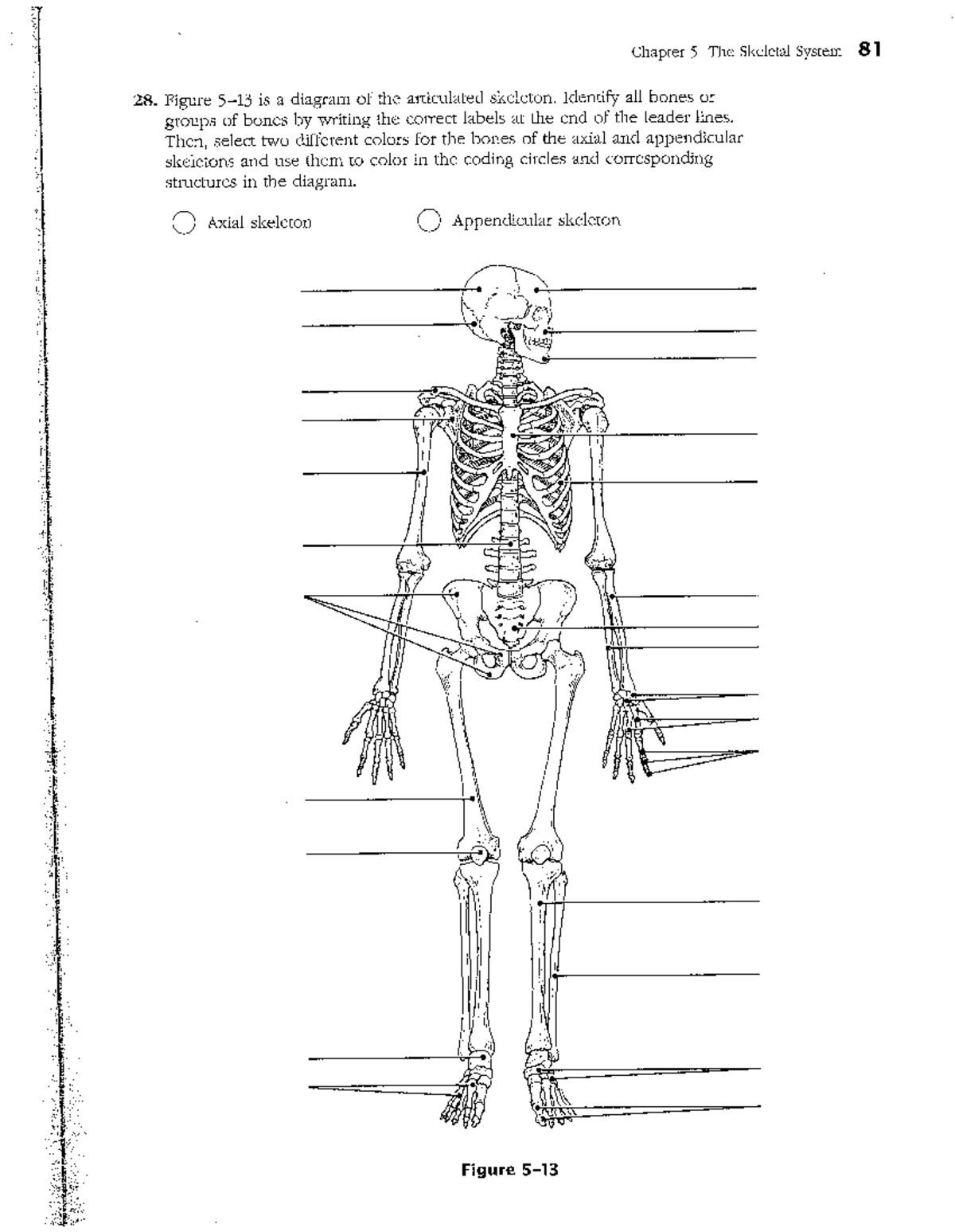 Skeletal System - Figure is a diagram of the articulated skeleton ...