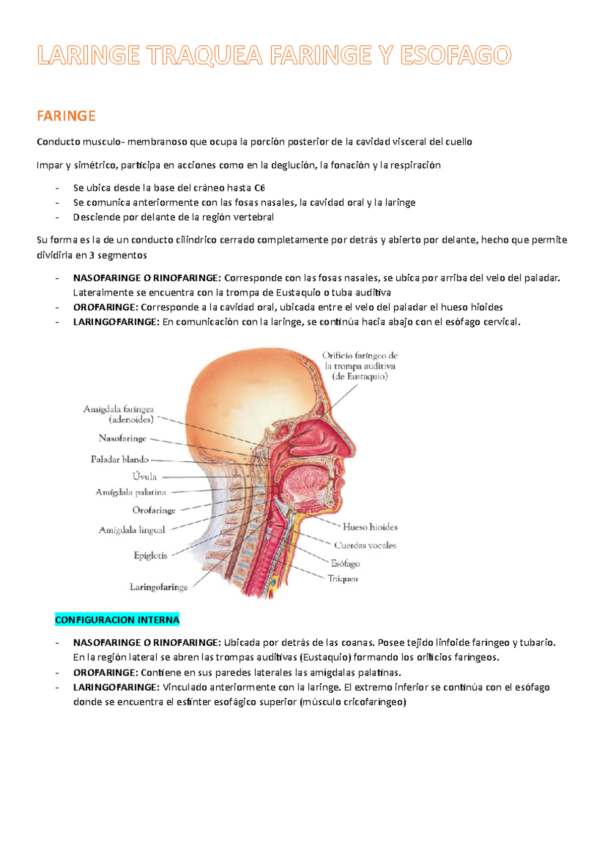laringe y faringe traquea