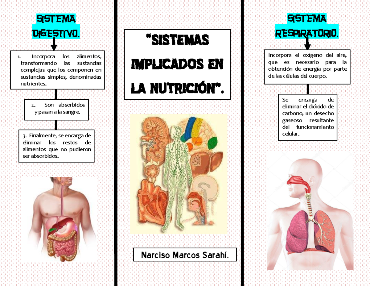 Sistemas del cuerpo humano implicados en la nutrición. “SISTEMAS