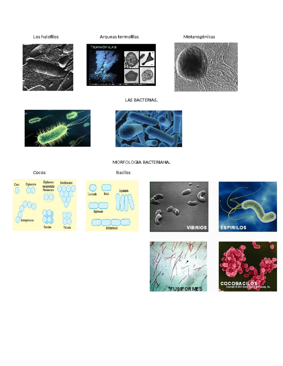 Arqueas y Bacterias - Biología - Los halofilos Arqueas termofilas ...