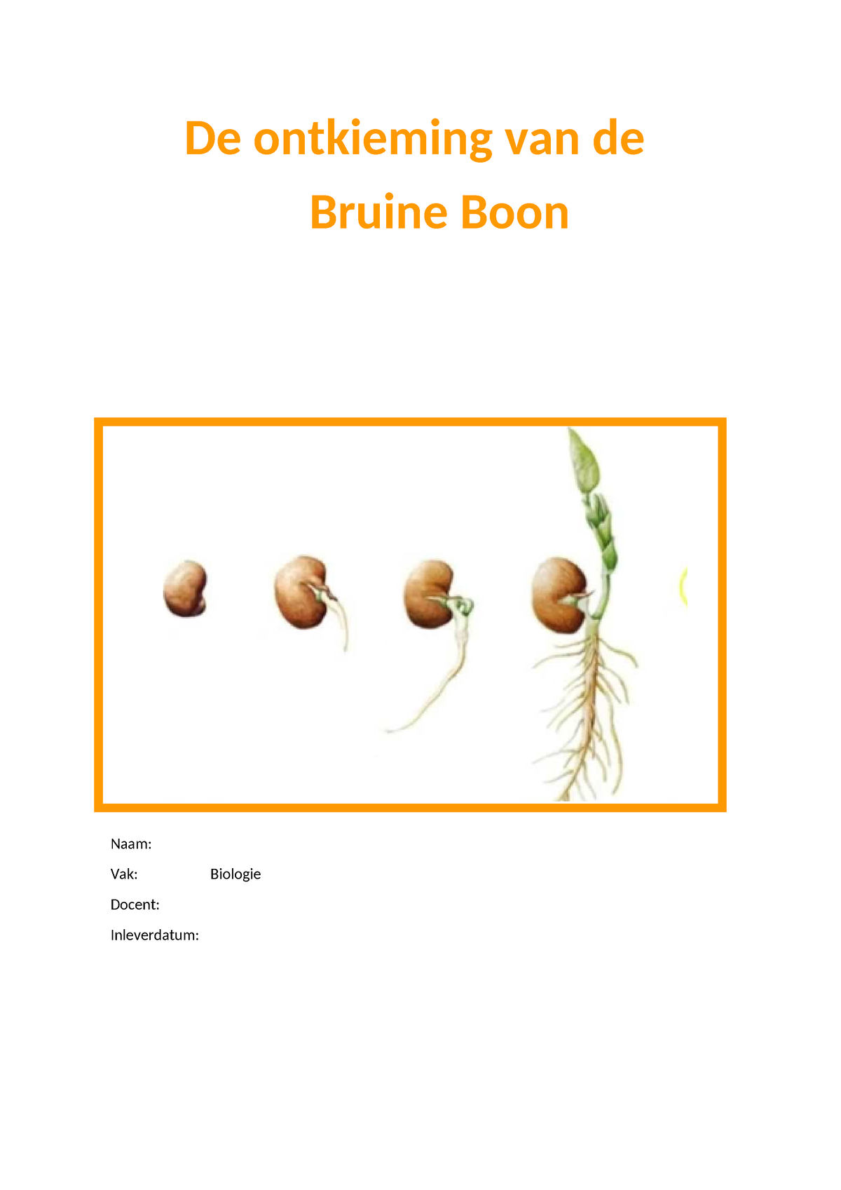 Biologie Verlag Over De Bruine Boon De Ontkieming Van De Bruine Boon