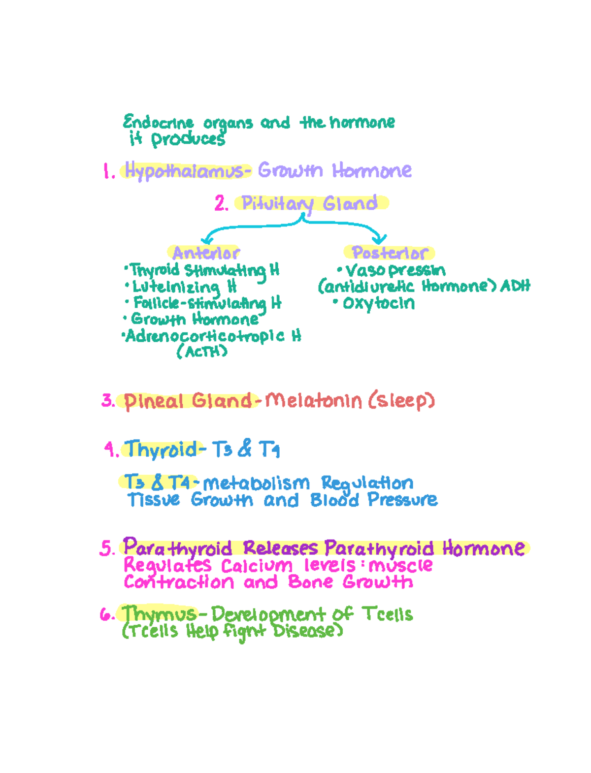 Endocrine Ati Quizlet 97 - uqeql34