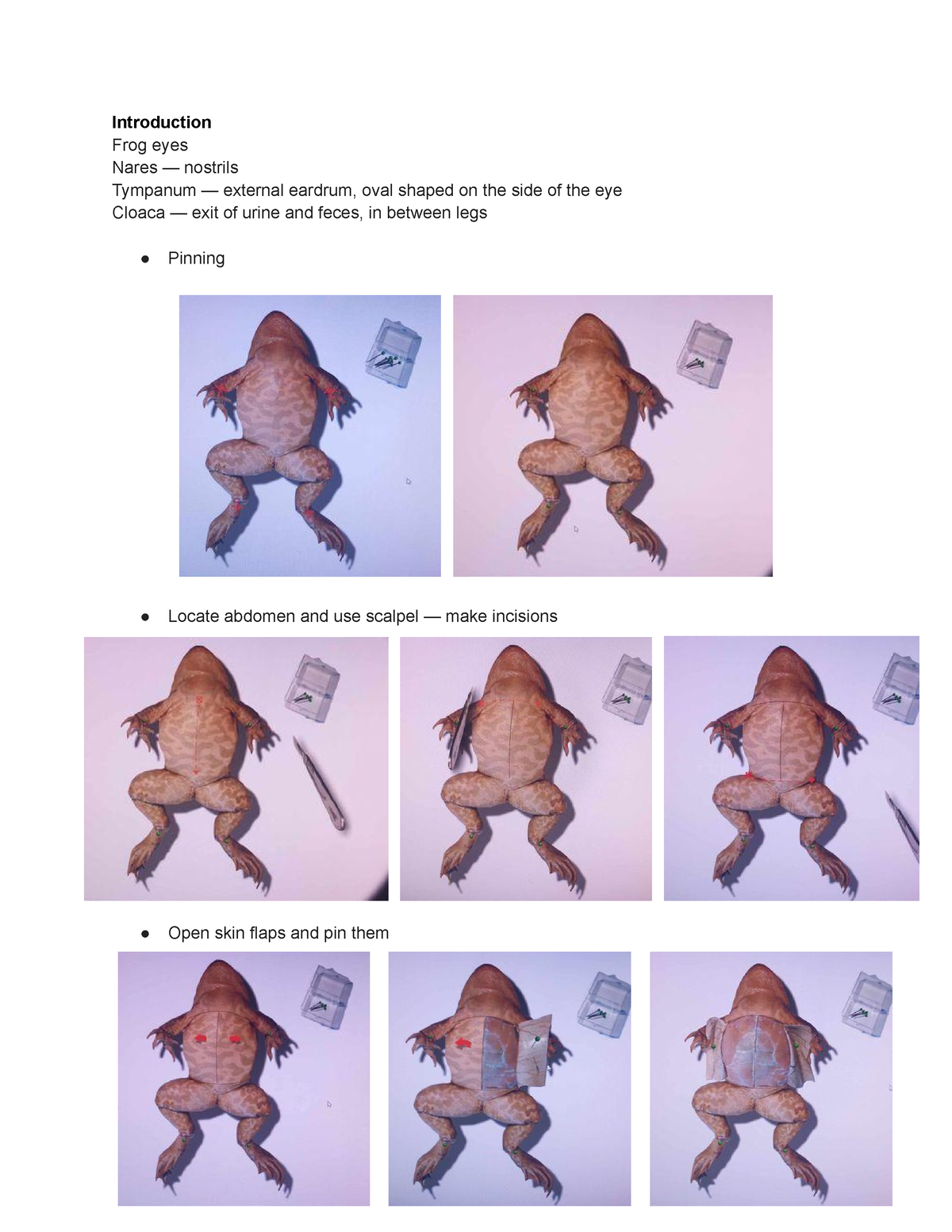 Froguts-Dissection-Guide - Introduction Frog eyes Nares — nostrils ...