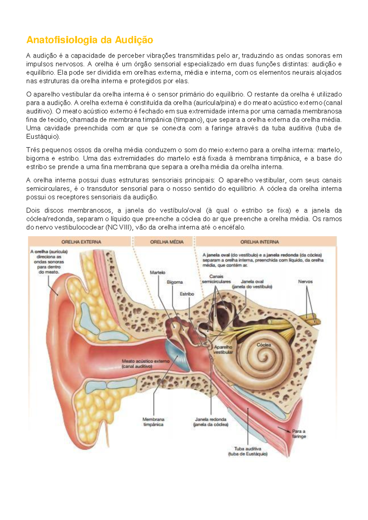 cuidados específica com feridas - Morfofisiologia dos Órgãos da Audição