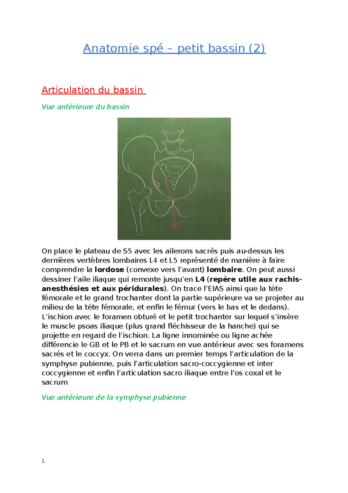Articulation du bassin anatomie sp petit bassin 2 articulation