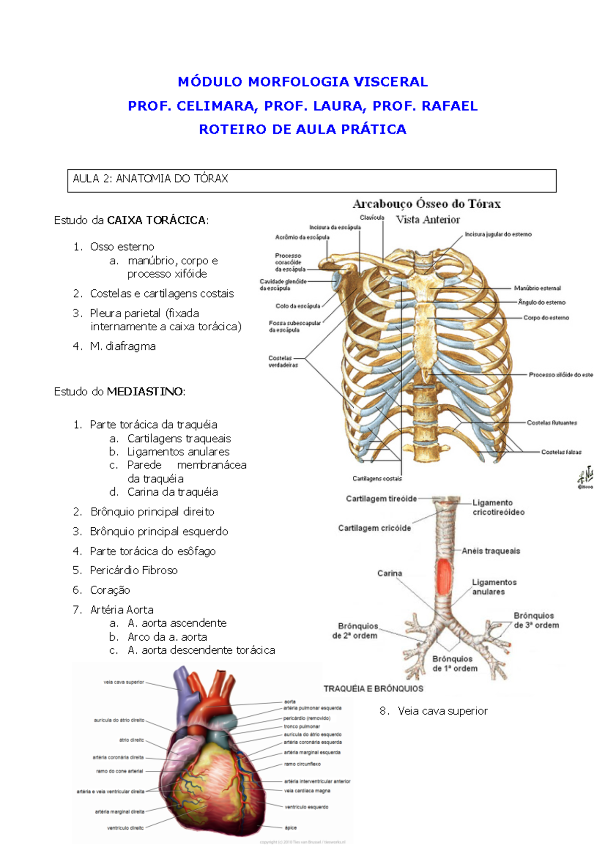 diagrama da cavidade torácica ossos