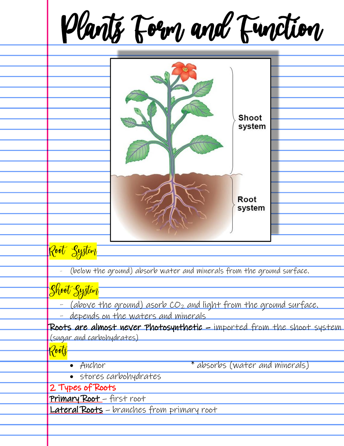 plnt-tssues-diffrent-plant-tissues-plant-tissues-types-and