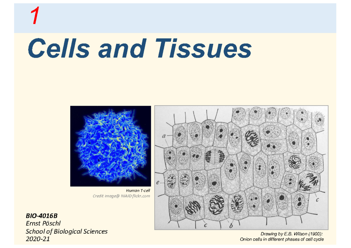 BIO-4016B 2021 Revision Poeschl Lectures 1-4 Basics cell biology ...