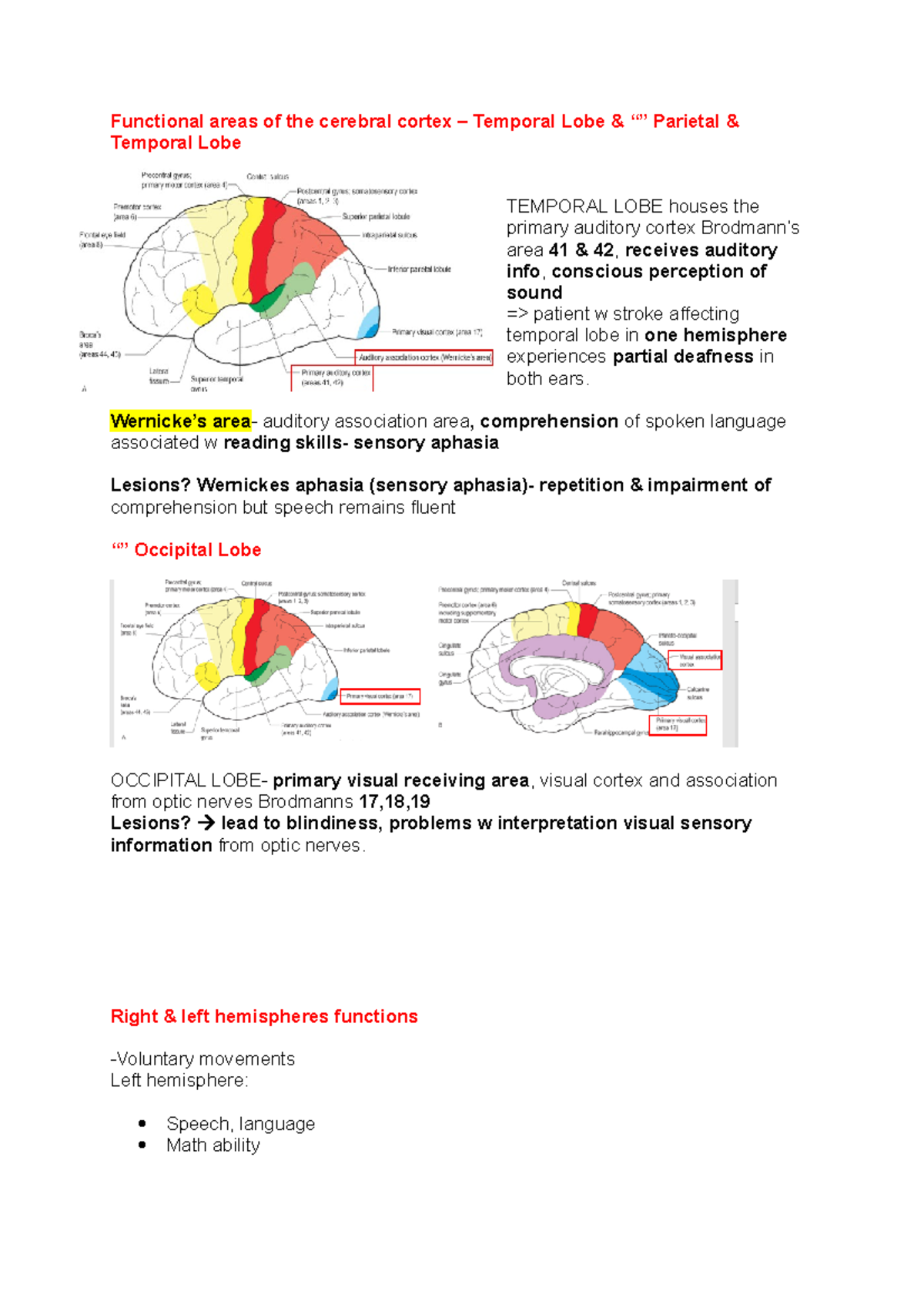 Functional areas of the cerebral cortex - Wernicke’s area - auditory ...