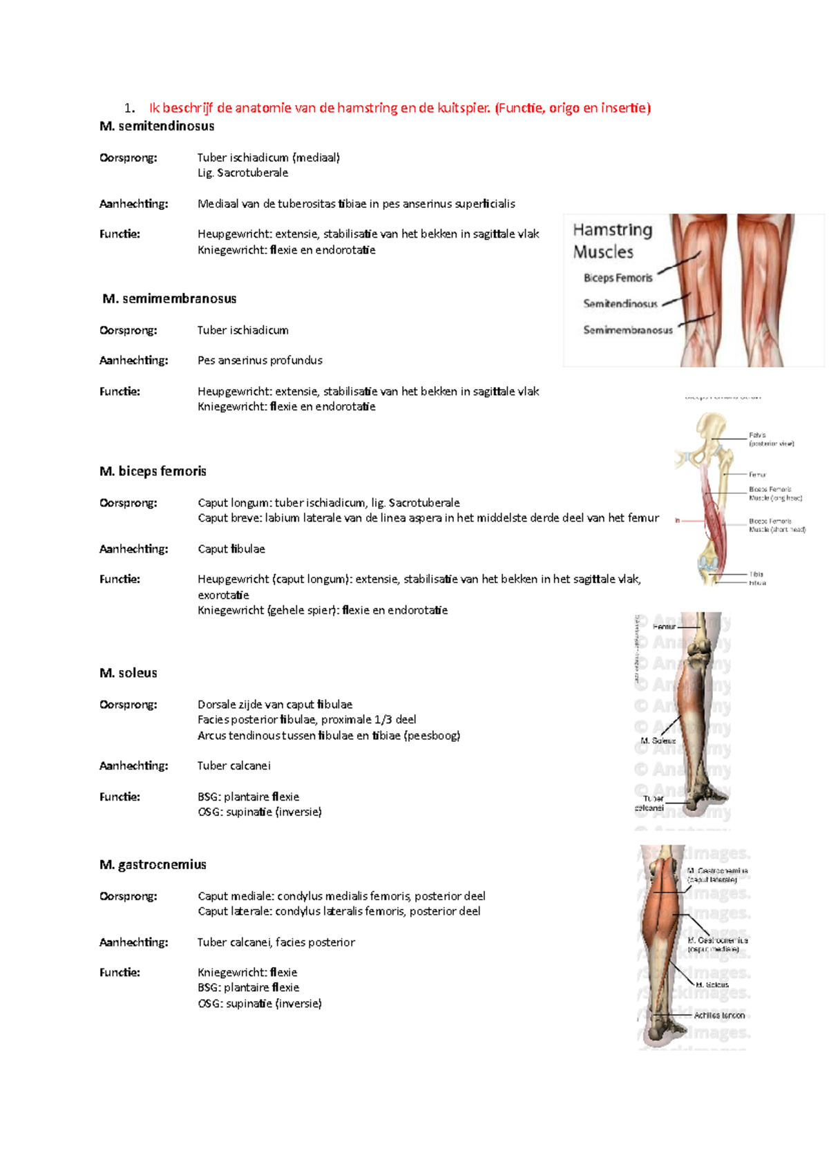 Spieren 5 1. Ik beschrijf de anatomie van de hamstring en de kuitspier. (Functie, origo en