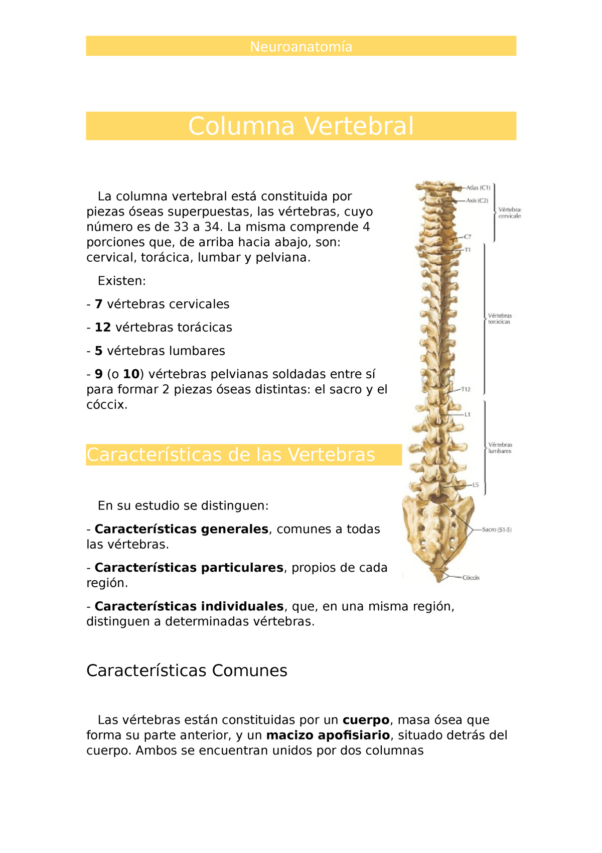 Resumen Columna Vertebral Columna Vertebral La columna vertebral está constituida por piezas