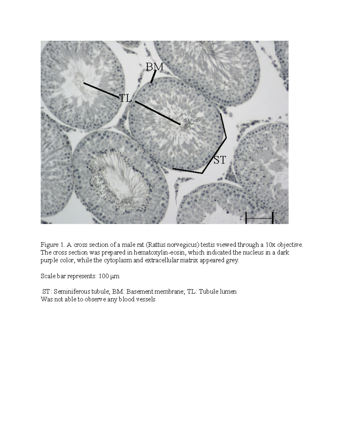 Rat testicles for BIO1140 lab module 4 - Figure 1. A cross section of a ...