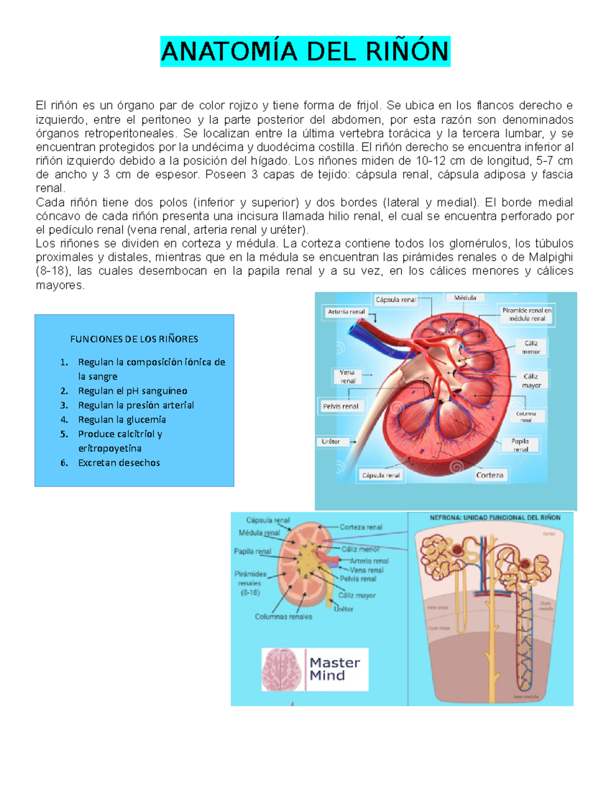 Anatomía DEL Riñón - anatomia del riñon - ANATOMÍA DEL RIÑÓN El riñón ...