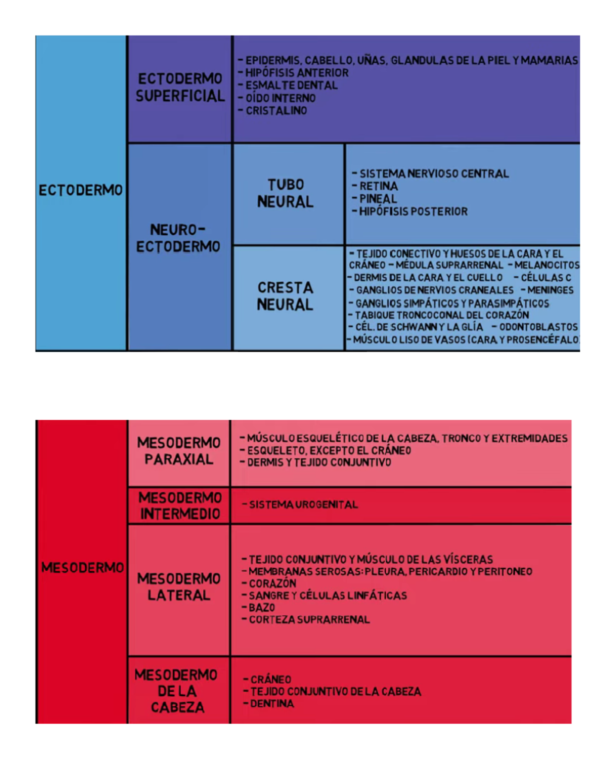 Derivados Del Ectodermo Mesodermo Y Endoermo Epidermis Cabello Unas 