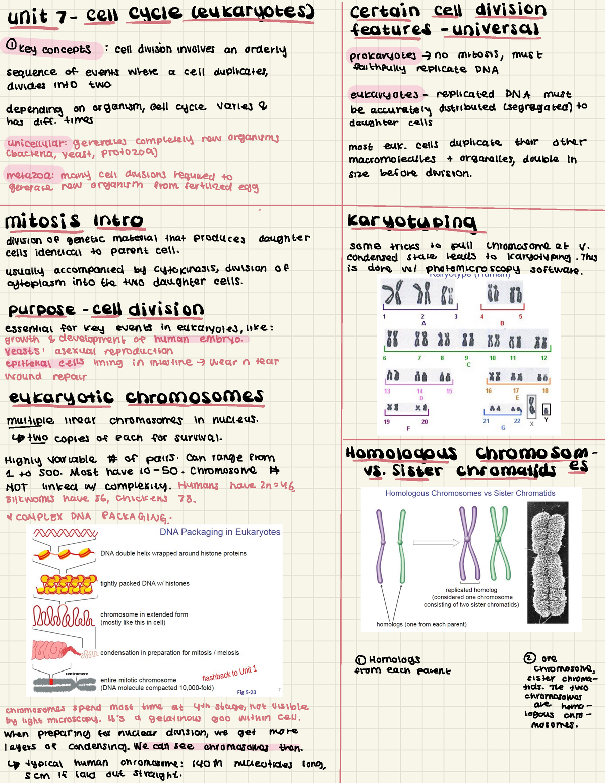 BIOL 130 Unit 7 Review Notes - unit-cell cycle aryotes Certain,rision ...