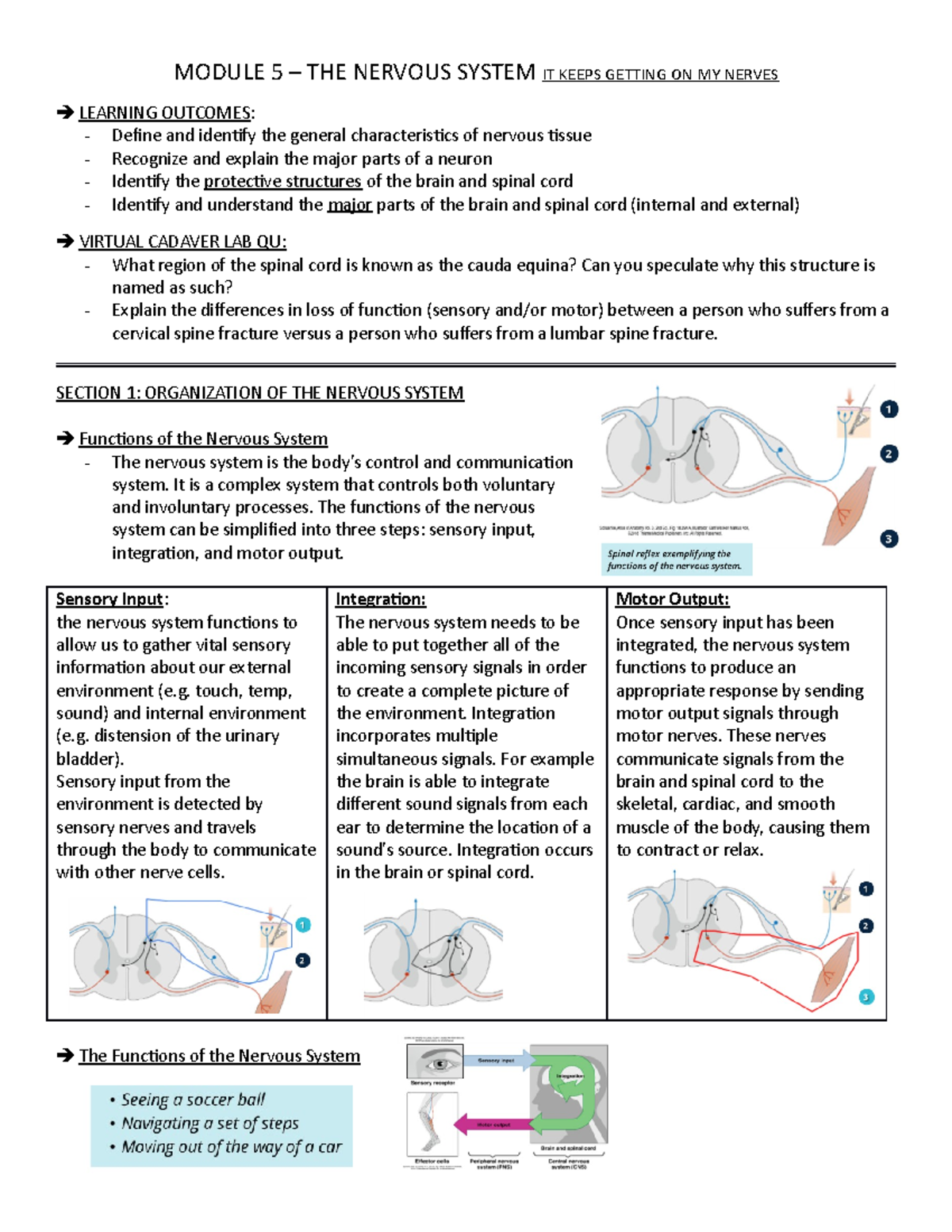 Module 5 ANAT - MODULE 5 – THE NERVOUS SYSTEM IT KEEPS GETTING ON MY ...