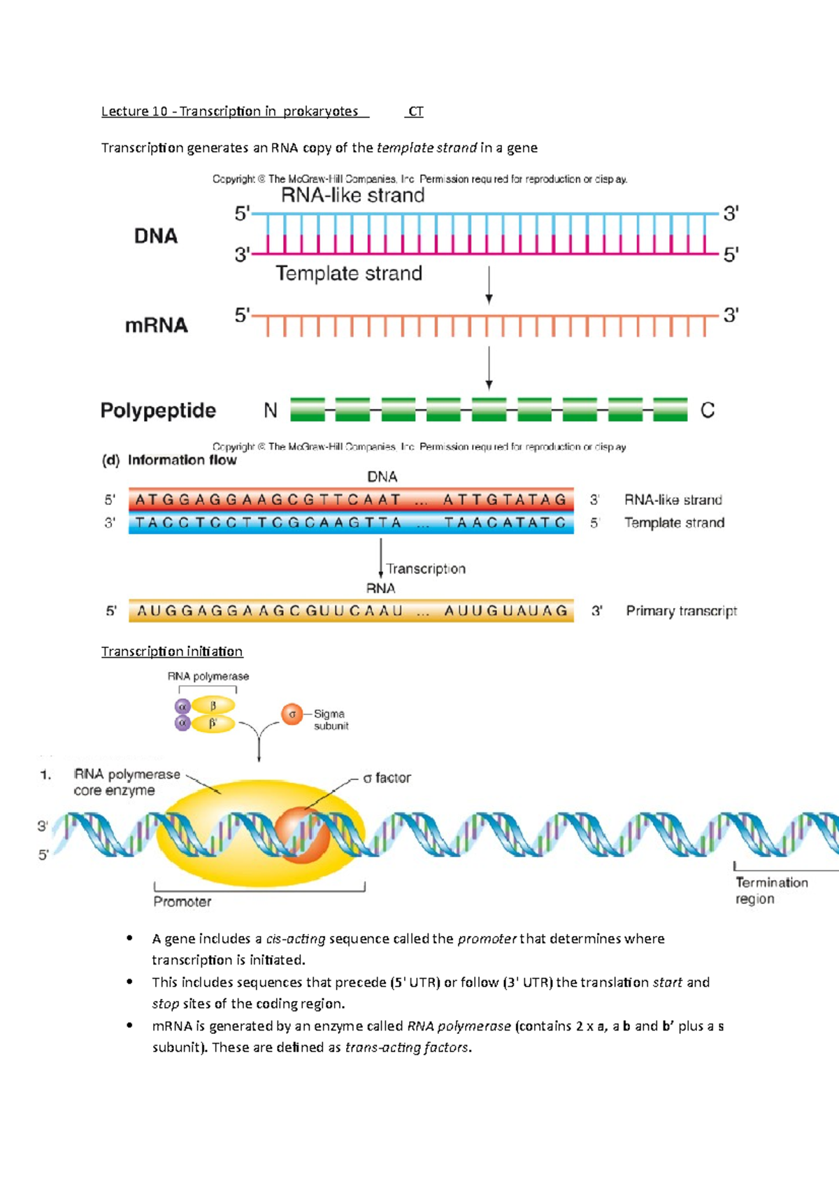 Transcription in prokaryotes - This includes sequences that precede (5 ...