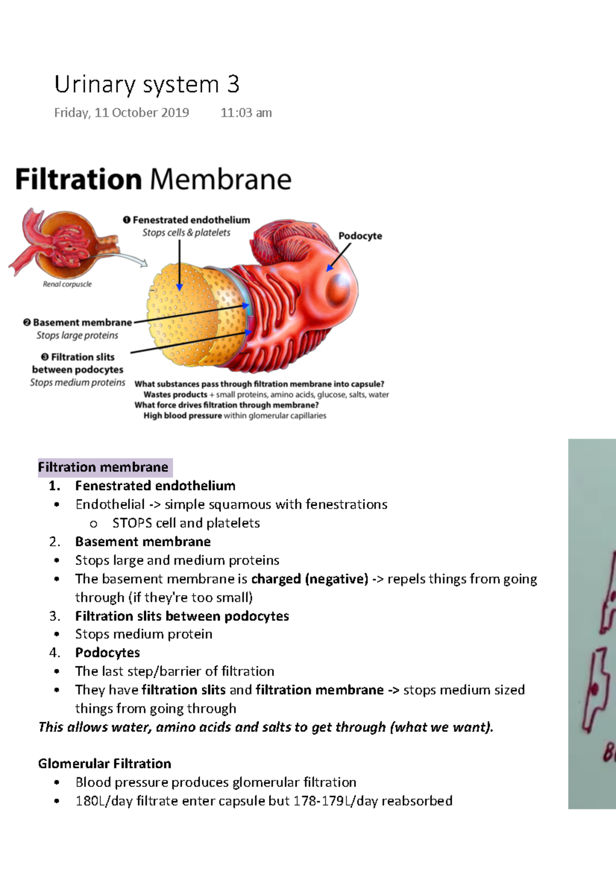 Urinary System 3 - Handwritten Summaries For Each Lecture, Including ...