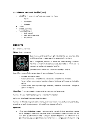 Anatomia Humana - Parcial -corretgit - Professor Àlex Merí EXAMEN ...