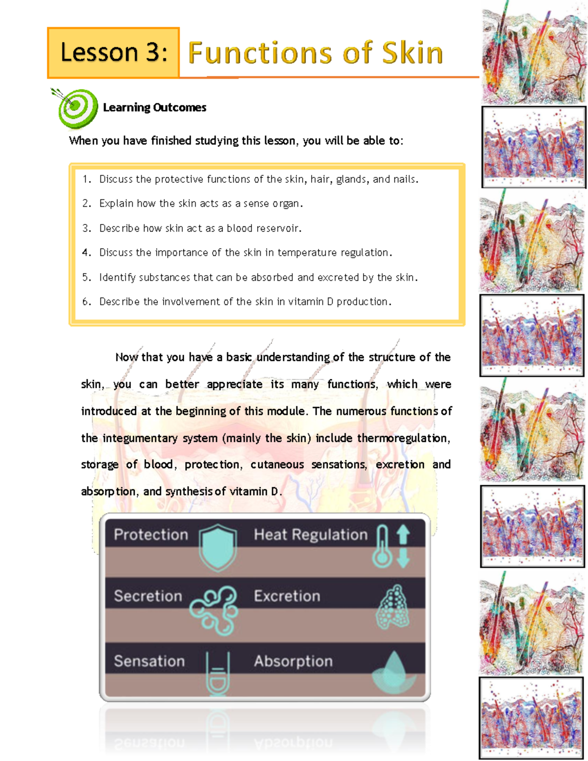 Integumentary System Lesson 3 - Learning Outcomes When You Have ...