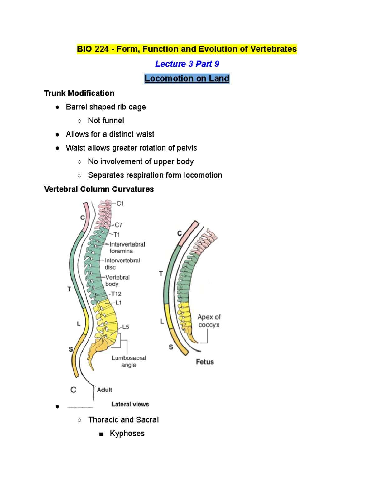 BIO 224 Lecture 3 Part 9 - Winter 2019 - BIO 224 - Form, Function and ...