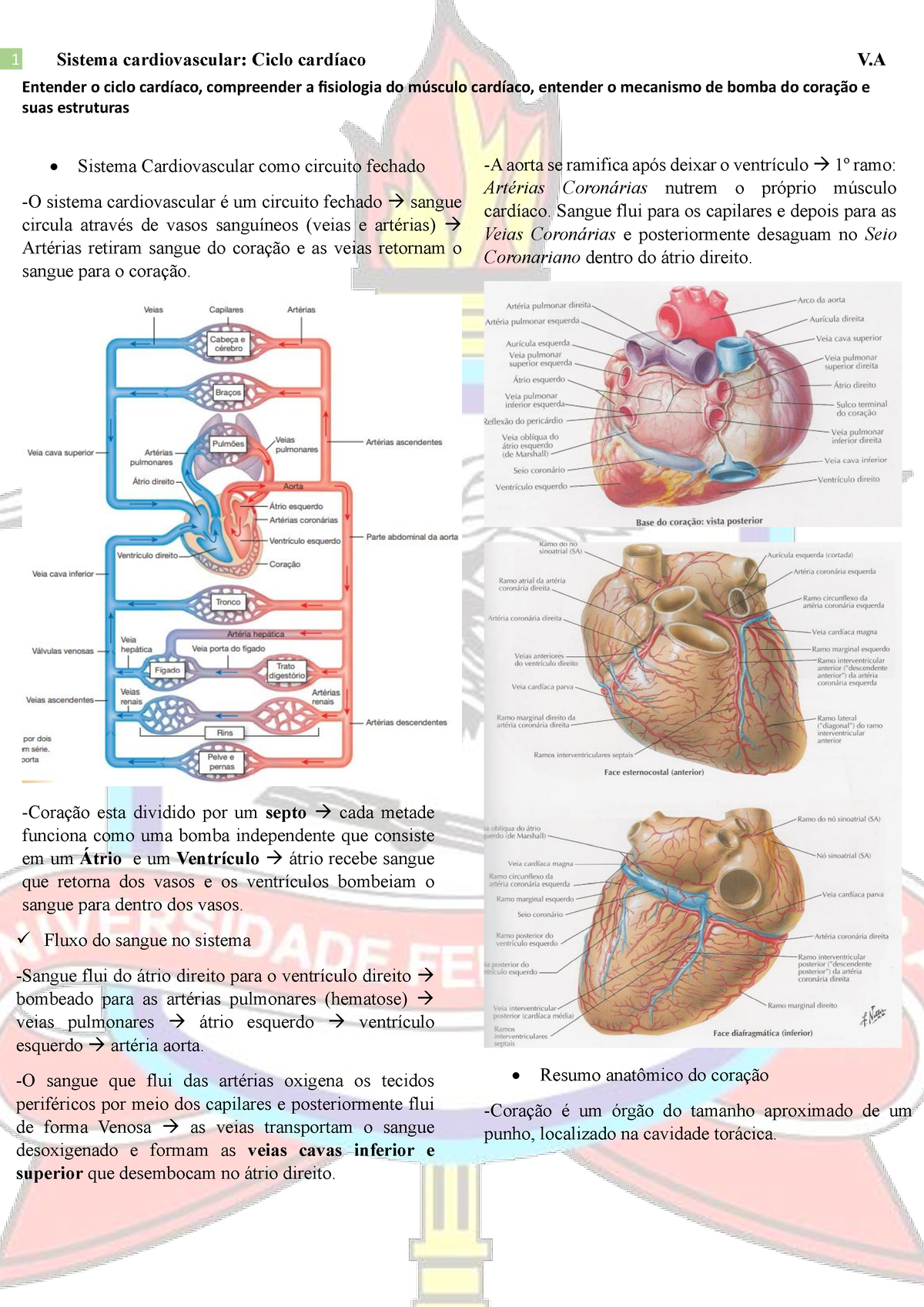 Resumo DE Farmacologia Cardiaca - RESUMO DE Pode ser de dois tipos: 1)  derivada de um problema que - Studocu