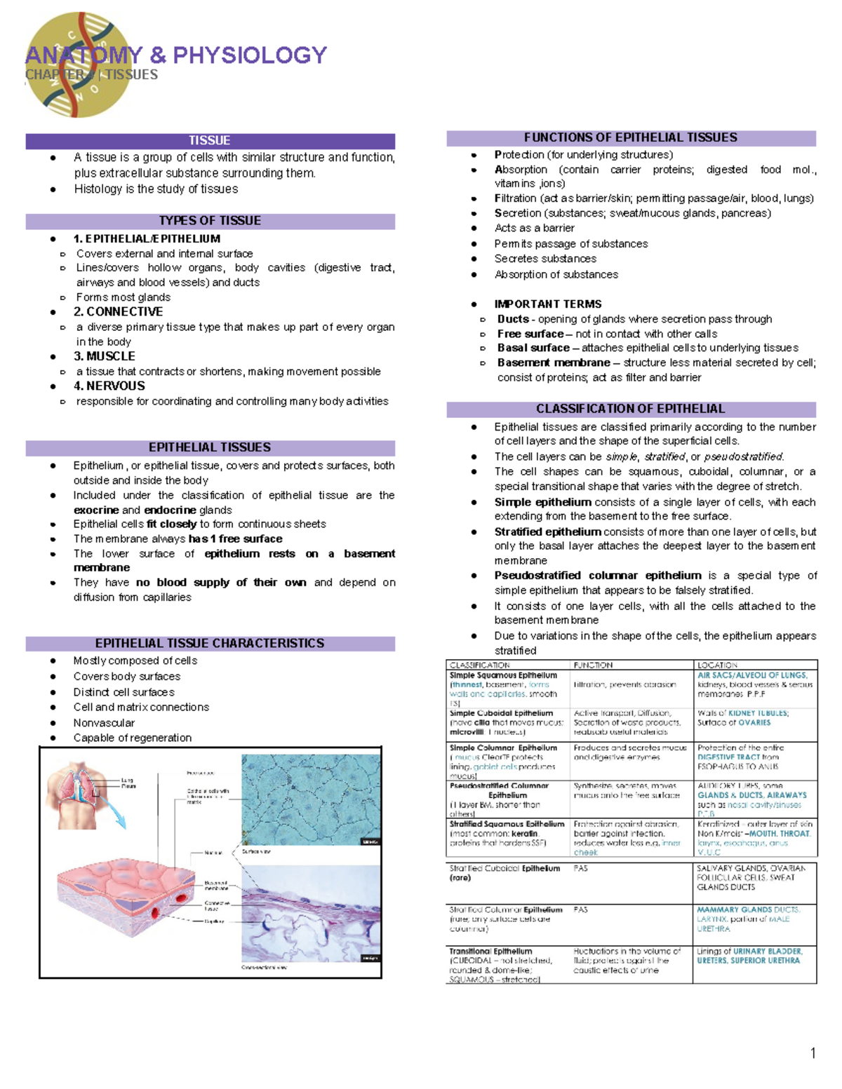 CHAPTER 4 TISSUES - ANATOMY & PHYSIOLOGY CHAPTER 4 | TISSUES TISSUE A ...