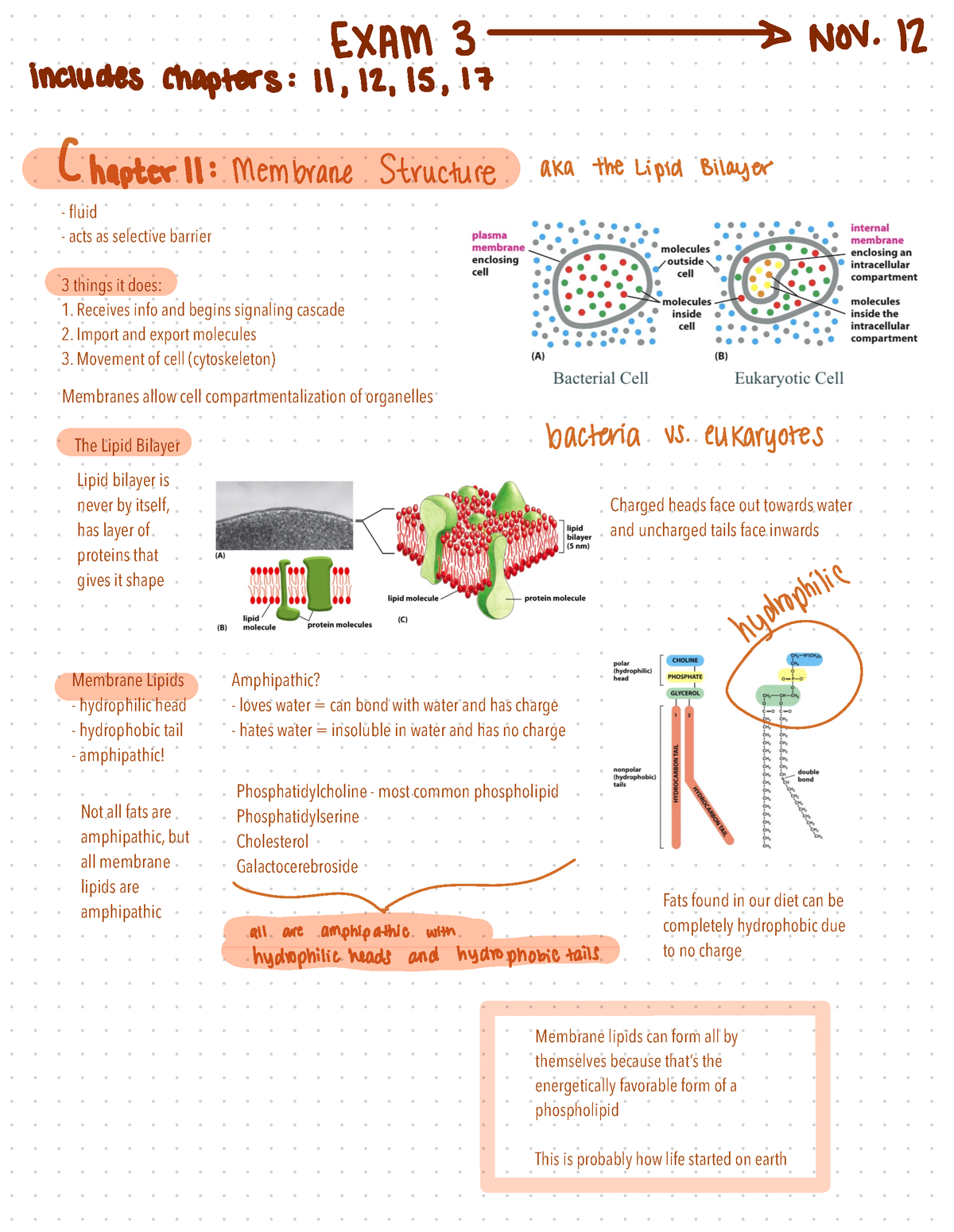 Cell Biology Chapter 11 Notes - Fluid Acts As Selective Barrier 3 ...