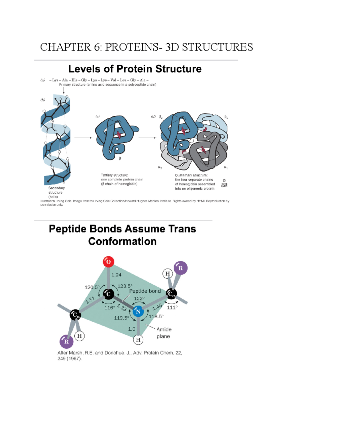 Chapter 6 - Notes - CHEM 3353 - CHAPTER 6: PROTEINS- 3D STRUCTURES ...