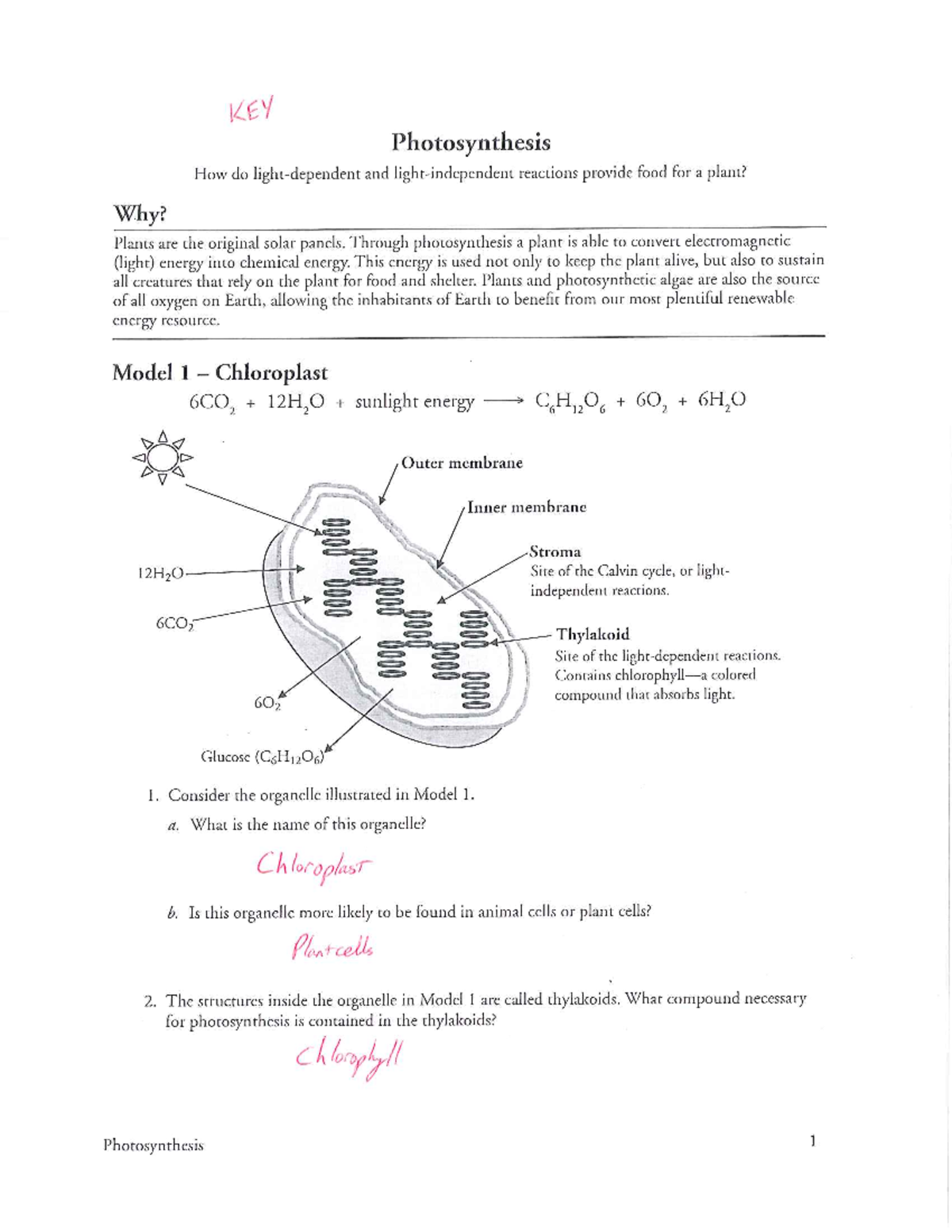 Photosynthesis Pogil Key Studocu