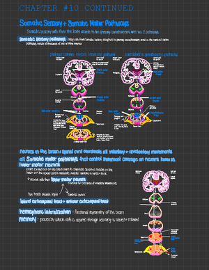 Chapter 10: Central Nervous System, Spinal Nerves, and Cranial Nerves ...