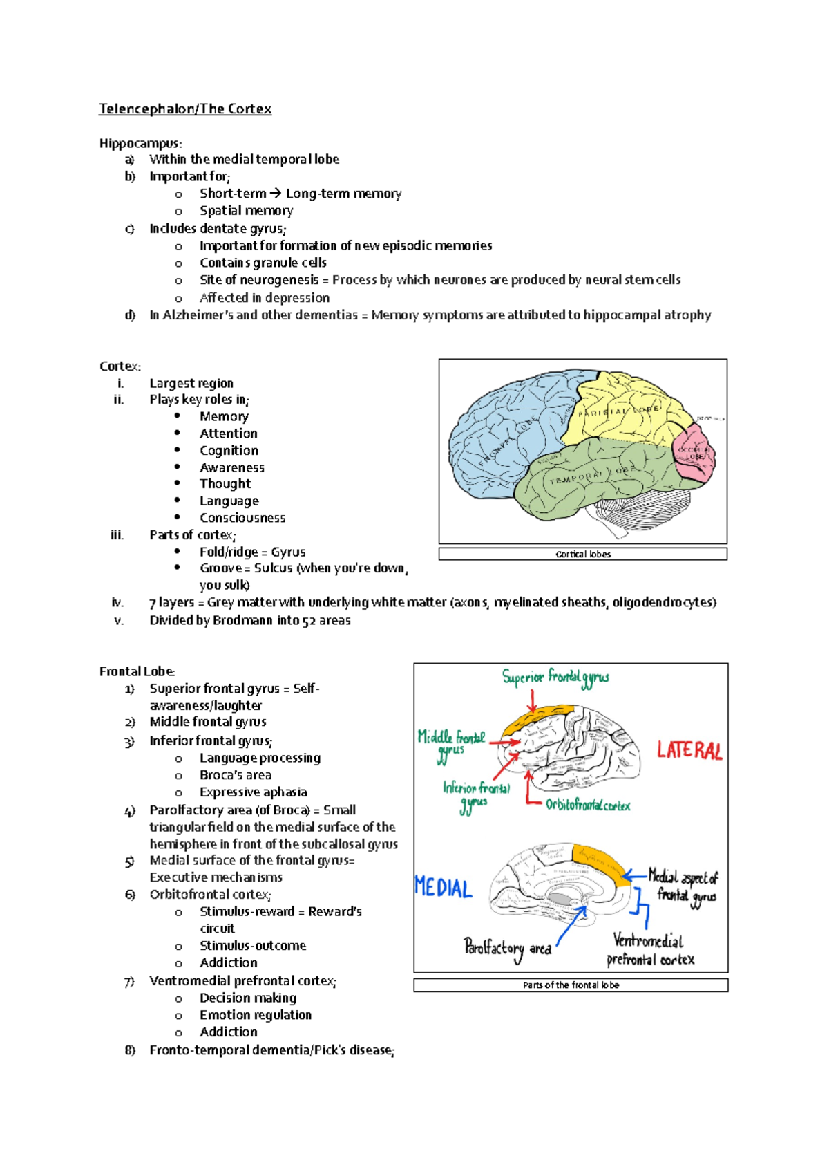 Telencephalon - Telencephalon/The Cortex Hippocampus: a) Within the ...