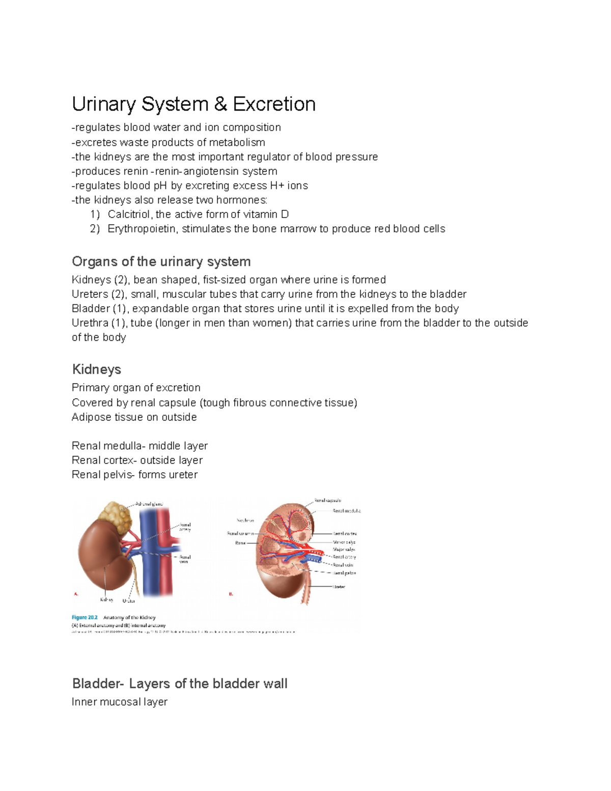 Urinary System & Excretion - Urinary System & Excretion -regulates ...