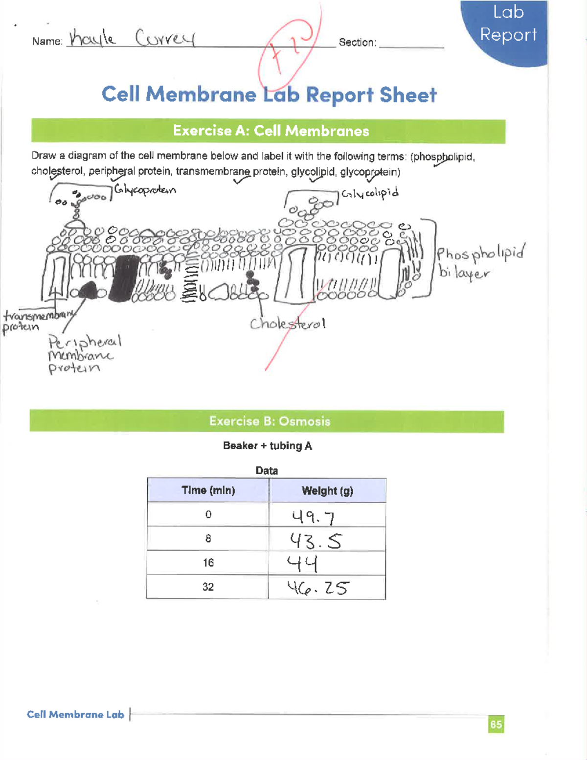 BSC2010 C Cell Membrane Lab - BSC 2010C - Studocu