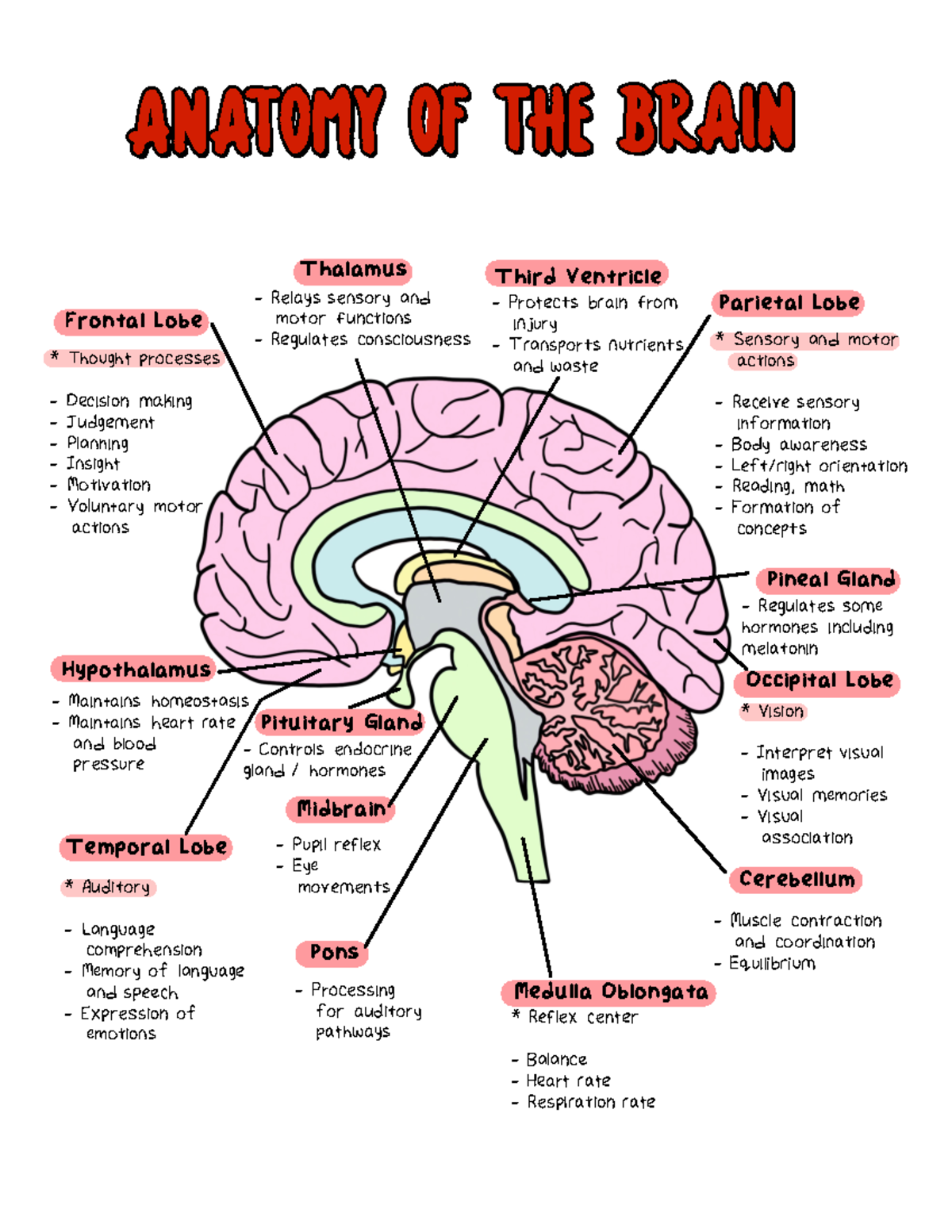 Psychiatric Pharmacology - ANATOMY OF THE BRAINANATOMY OF THE BRAIN ...