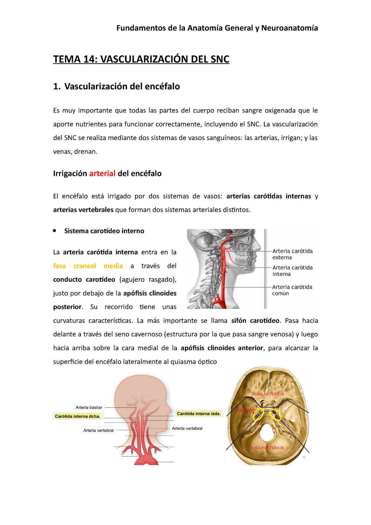 SOLUTION: Vascularizaci n arterial y venosa del encefalo anatom a -  Studypool