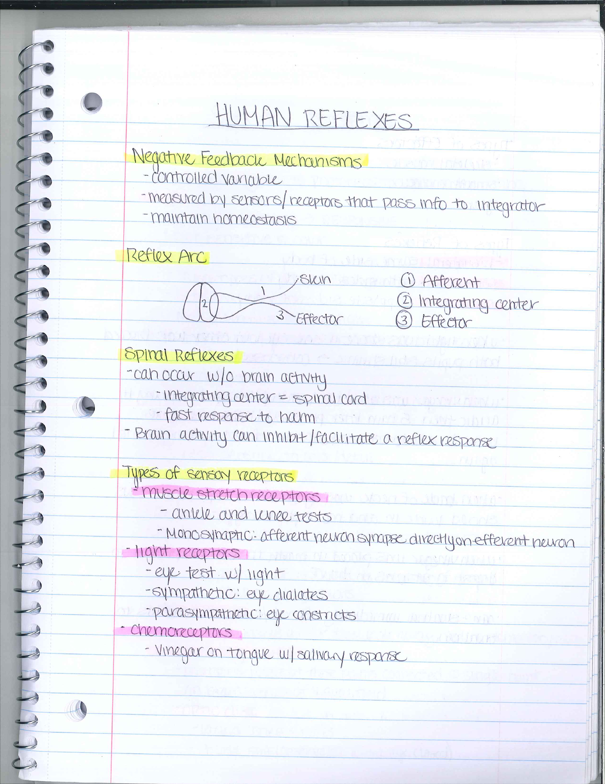 Bio 251 Human Reflexes Lab Notes - Biol 251 - Studocu