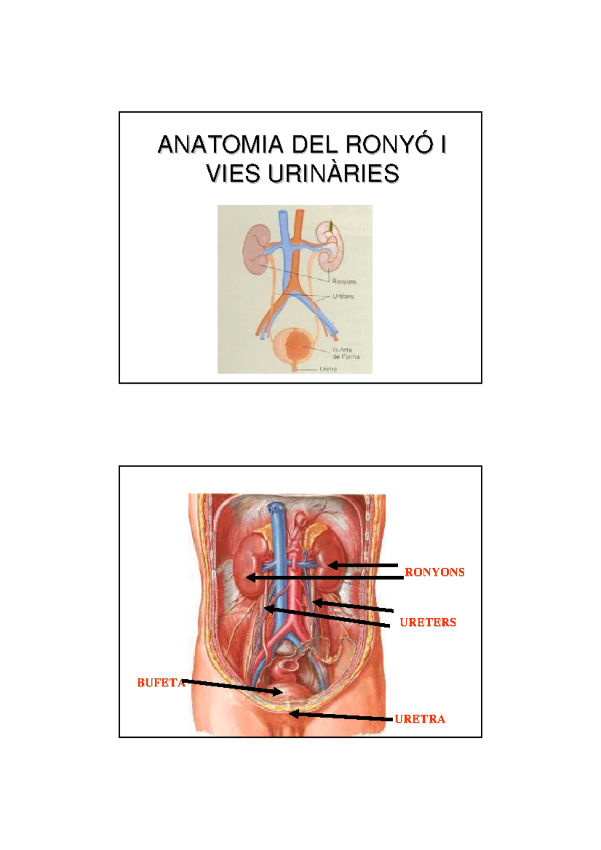 Anatomia RENA 1L - apuntes - ANATOMIA DEL RONYÓ I ANATOMIA DEL RONYÓ I ...