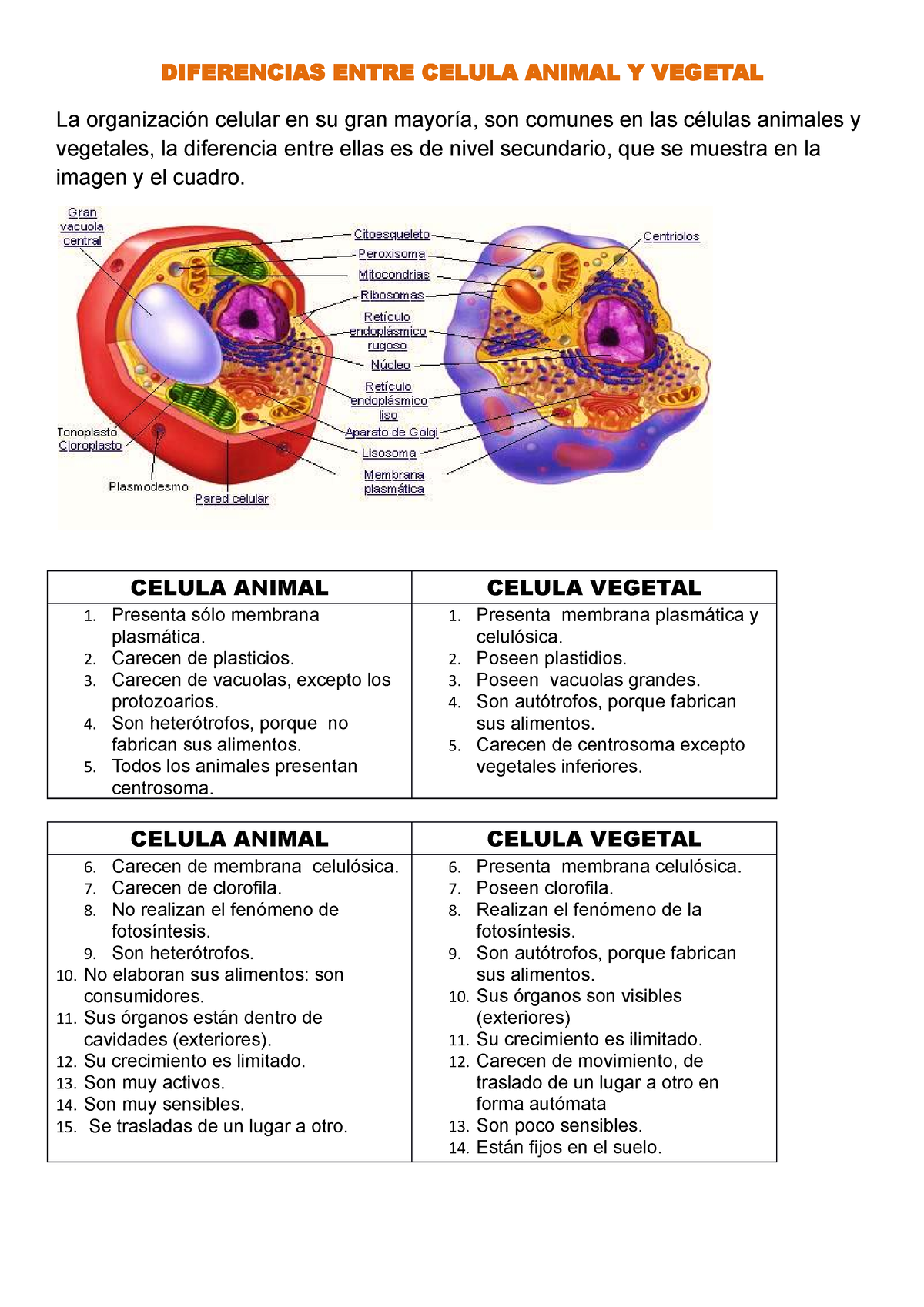 Cuadro Comparativo Entre Celula Animal Y Vegetal Diferencias Y