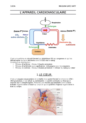 Bases De La Physiologie Nerveuse Et Organisation Du Système Nerveux ...