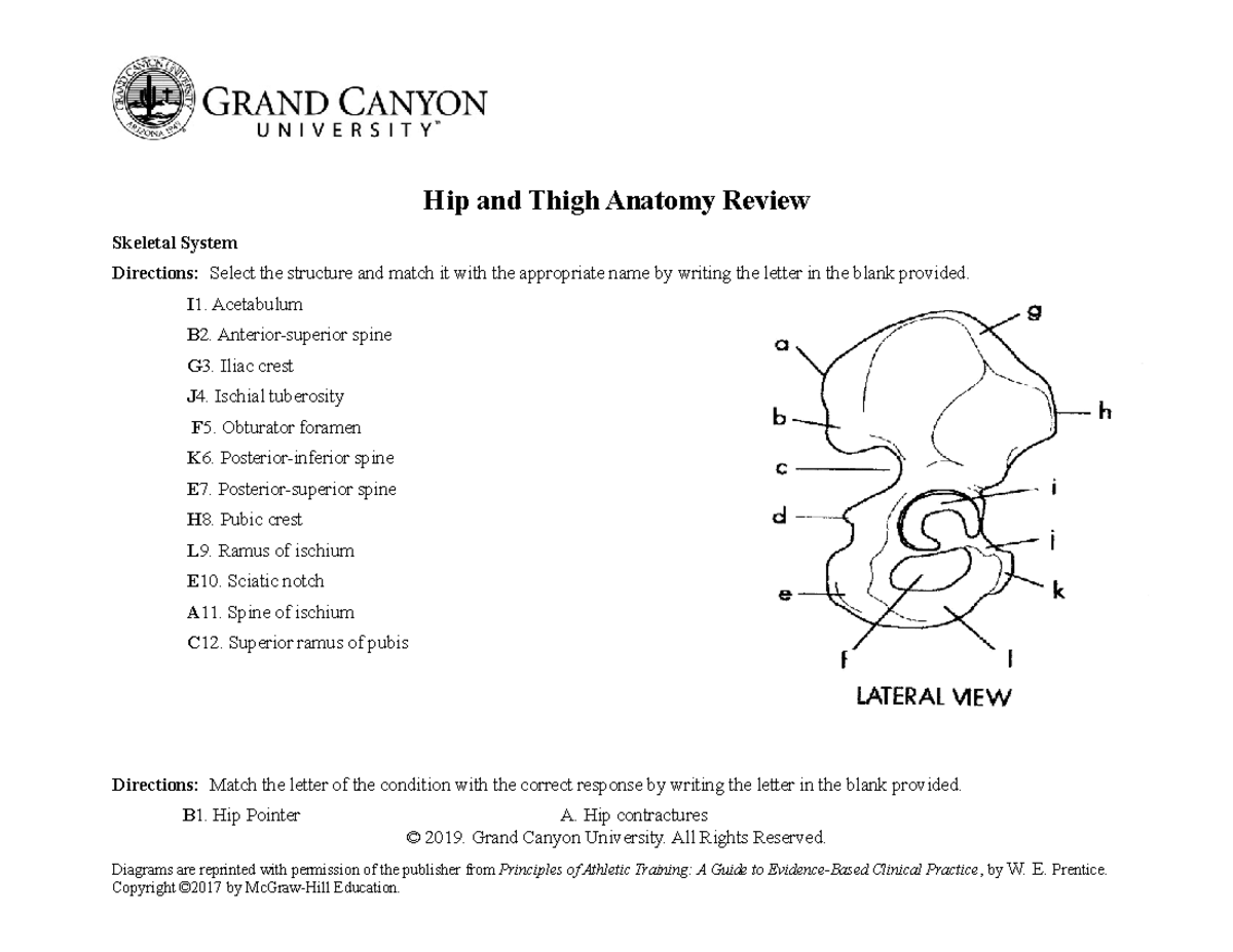 hip-and-thigh-anatomy-review-hip-and-thigh-anatomy-review-skeletal