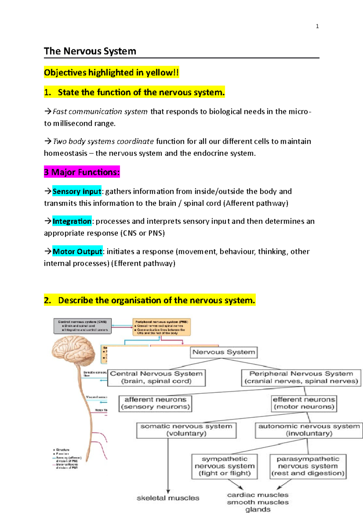 The Nervous System - Lecture Notes 7 - The Nervous System Objectives ...