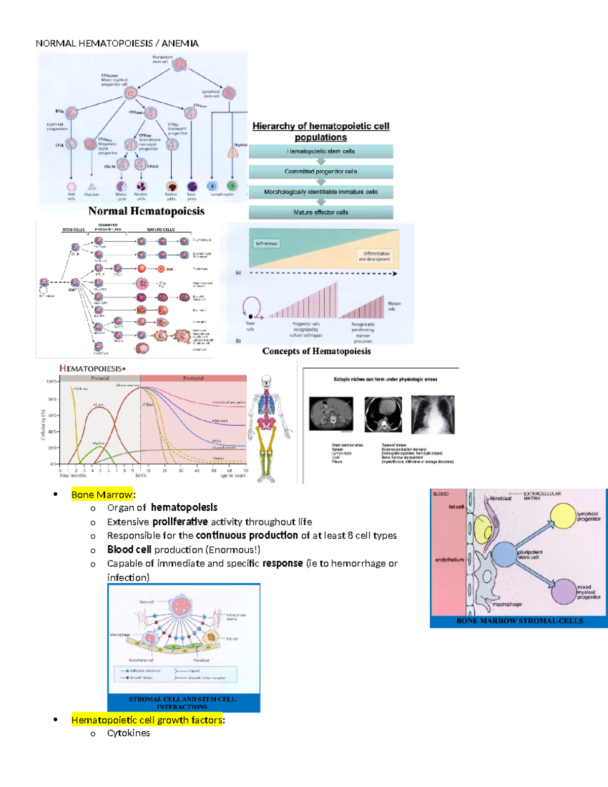 Hematology - NORMAL HEMATOPOIESIS / ANEMIA Bone Marrow: o Organ of ...